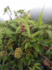Phyllostegia grandiflora