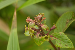 Phyllostegia grandiflora