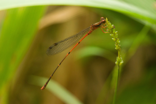 Oahu Damselfly