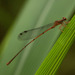 Hawaiian Upland Damselfly - Photo (c) Kevin Faccenda, some rights reserved (CC BY), uploaded by Kevin Faccenda