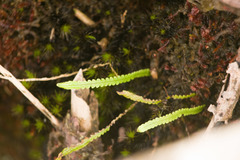 Stenogrammitis saffordii