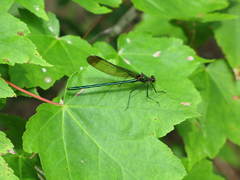 Calopteryx amata