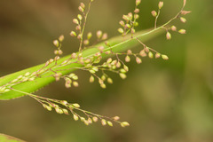 Isachne distichophylla