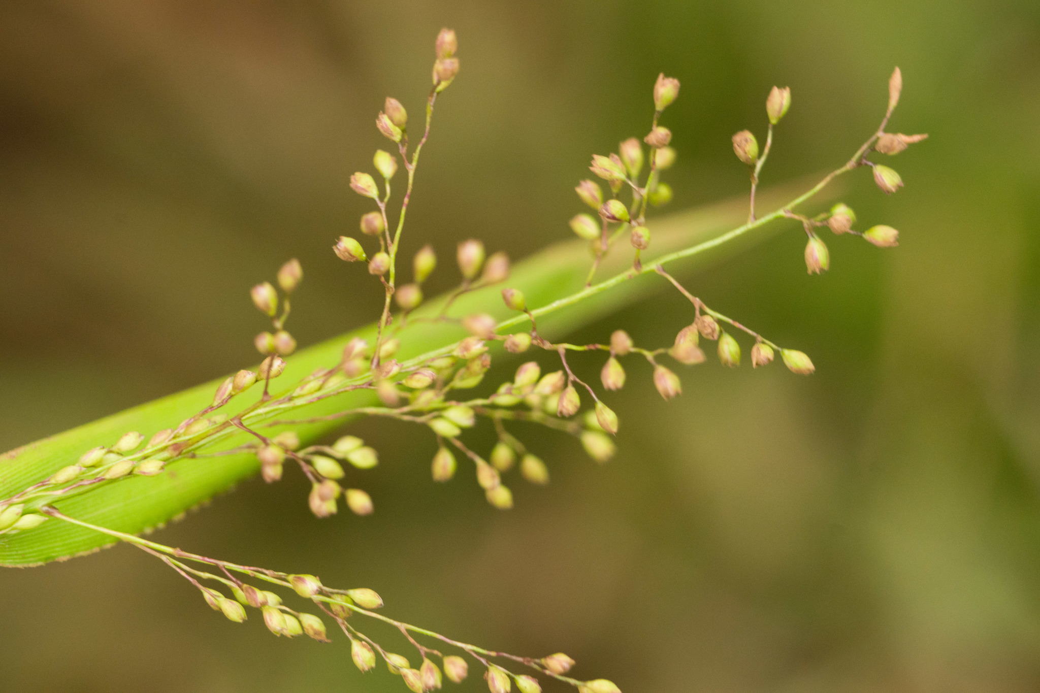 Isachne distichophylla