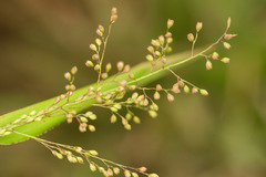 Isachne distichophylla