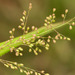 Ridgetop Bloodgrass - Photo (c) Kevin Faccenda, some rights reserved (CC BY), uploaded by Kevin Faccenda