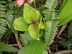 Phyllostegia grandiflora
