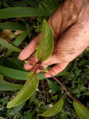 Phyllostegia grandiflora