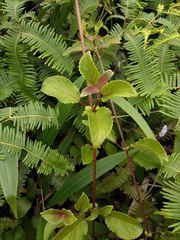 Phyllostegia grandiflora