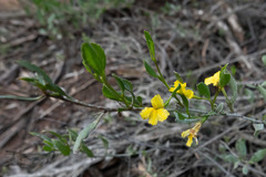 Goodenia varia