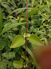 Phyllostegia grandiflora