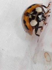 Harmonia axyridis