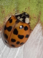 Harmonia axyridis