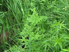 Conioselinum chinense