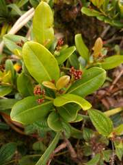 Syzygium sandwicense