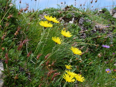 Hieracium dentatum