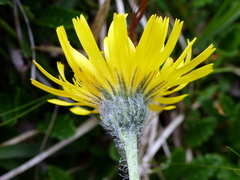 Hieracium dentatum