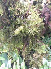 Hymenophyllum lanceolatum