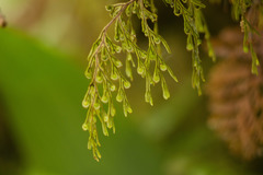 Hymenophyllum lanceolatum