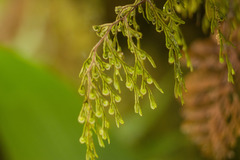 Hymenophyllum lanceolatum