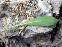 Hieracium dentatum