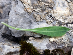 Hieracium dentatum