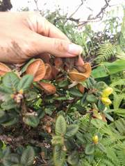 Metrosideros rugosa