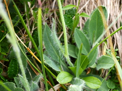 Hieracium dentatum