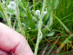 Hieracium dentatum