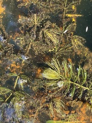 Ceratophyllaceae