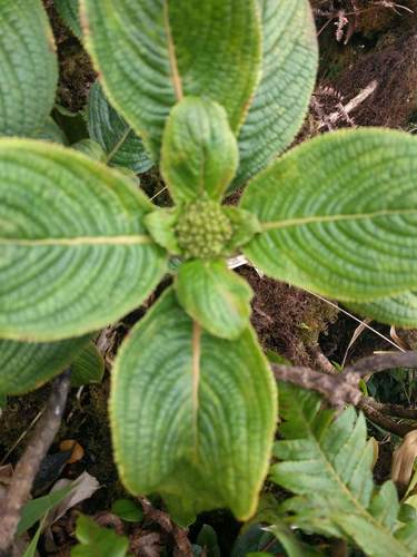 Hydrangea arguta