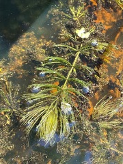 Ceratophyllaceae