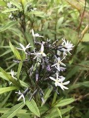 Amsonia