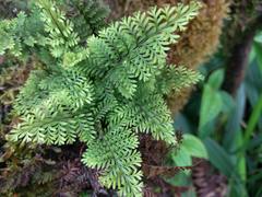 Adenophorus tamariscinus