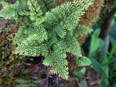 Adenophorus tamariscinus