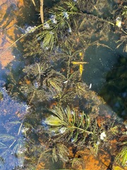 Ceratophyllaceae