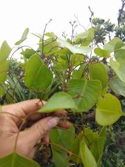 Cheirodendron platyphyllum