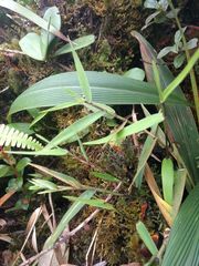 Isachne distichophylla