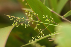 Isachne distichophylla