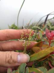 Isachne distichophylla