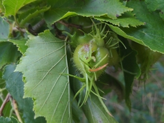 Corylus colurna
