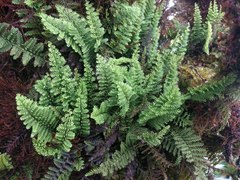 Adenophorus tamariscinus