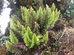 Adenophorus tamariscinus