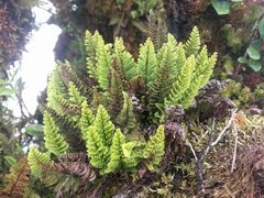 Adenophorus tamariscinus