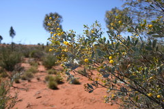 Acacia melleodora