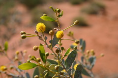 Acacia melleodora