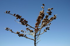Grevillea eriostachya
