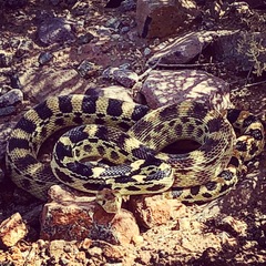 Pituophis vertebralis