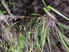 Eragrostis variabilis