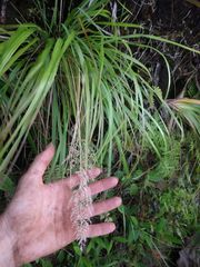 Eragrostis variabilis